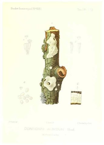 Reproducción/Reproduction 9801365936: Icones mycologicæ, ou Iconographie des champignons de France principalement Discomycetes,. Paris :P. Klincksieck, L. Lhomme, successeur,1905-10.