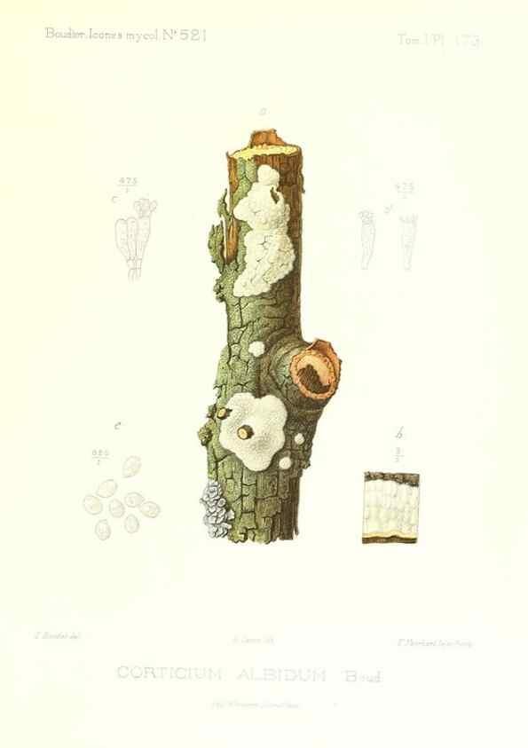 Reproducción/Reproduction 9801365936: Icones mycologicæ, ou Iconographie des champignons de France principalement Discomycetes,. Paris :P. Klincksieck, L. Lhomme, successeur,1905-10.