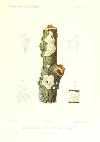 Reproducción/Reproduction 9801365936: Icones mycologicæ, ou Iconographie des champignons de France principalement Discomycetes,. Paris :P. Klincksieck, L. Lhomme, successeur,1905-10.
