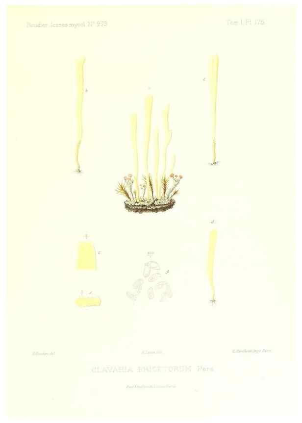 Reproducción/Reproduction 9801370826: Icones mycologicæ, ou Iconographie des champignons de France principalement Discomycetes,. Paris :P. Klincksieck, L. Lhomme, successeur,1905-10.