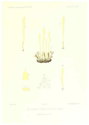 Reproducción/Reproduction 9801370826: Icones mycologicæ, ou Iconographie des champignons de France principalement Discomycetes,. Paris :P. Klincksieck, L. Lhomme, successeur,1905-10.