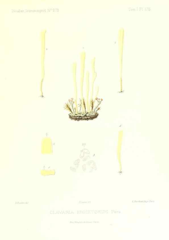 Reproducción/Reproduction 9801370826: Icones mycologicæ, ou Iconographie des champignons de France principalement Discomycetes,. Paris :P. Klincksieck, L. Lhomme, successeur,1905-10.