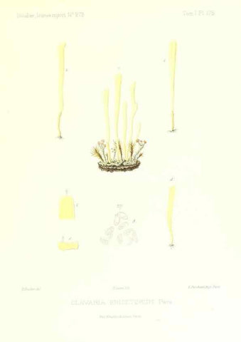 Reproducción/Reproduction 9801370826: Icones mycologicæ, ou Iconographie des champignons de France principalement Discomycetes,. Paris :P. Klincksieck, L. Lhomme, successeur,1905-10.