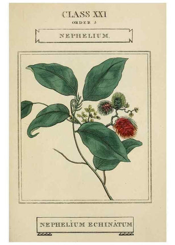 Reproducción/Reproduction 9900521633: Elements of the science of botany,. London,Printed by T. Bensley for J. Murray.1812.