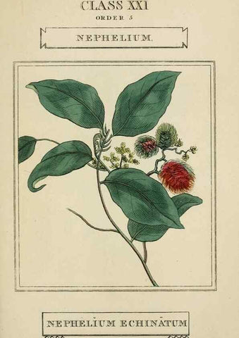 Reproducción/Reproduction 9900521633: Elements of the science of botany,. London,Printed by T. Bensley for J. Murray.1812.