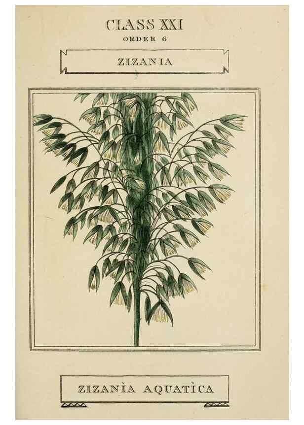 Reproducción/Reproduction 9900384535: Elements of the science of botany,. London,Printed by T. Bensley for J. Murray.1812.