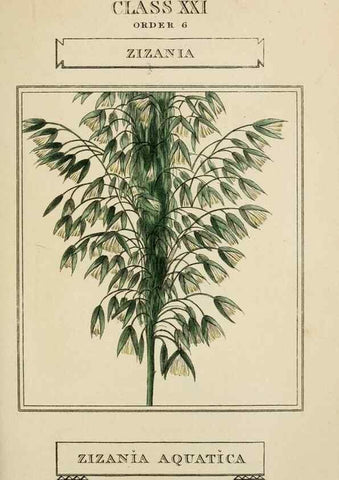 Reproducción/Reproduction 9900384535: Elements of the science of botany,. London,Printed by T. Bensley for J. Murray.1812.
