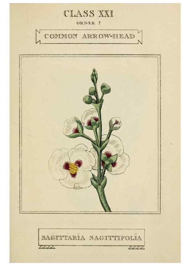 Reproducción/Reproduction 9900440364: Elements of the science of botany,. London,Printed by T. Bensley for J. Murray.1812.