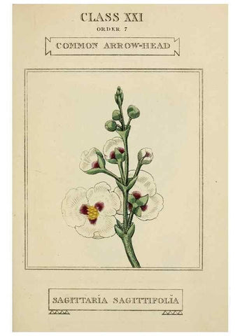 Reproducción/Reproduction 9900440364: Elements of the science of botany,. London,Printed by T. Bensley for J. Murray.1812.