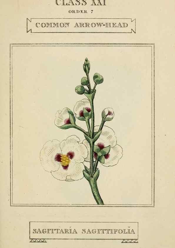 Reproducción/Reproduction 9900440364: Elements of the science of botany,. London,Printed by T. Bensley for J. Murray.1812.
