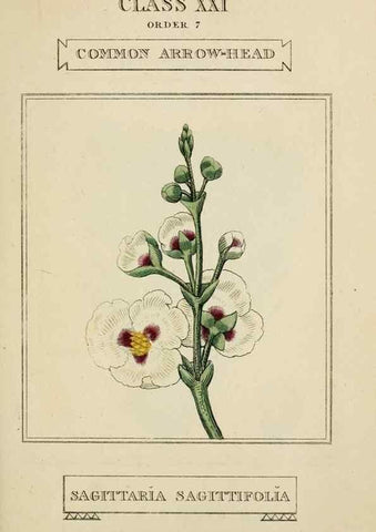 Reproducción/Reproduction 9900440364: Elements of the science of botany,. London,Printed by T. Bensley for J. Murray.1812.