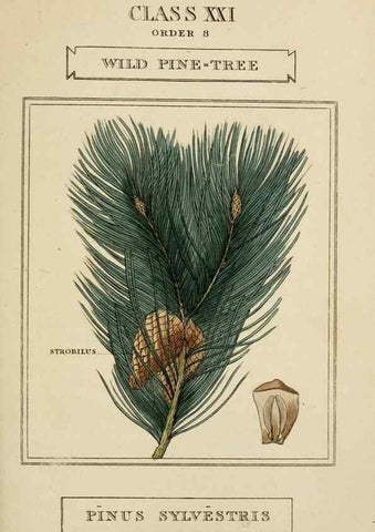 Reproducción/Reproduction 9900431256: Elements of the science of botany,. London,Printed by T. Bensley for J. Murray.1812.