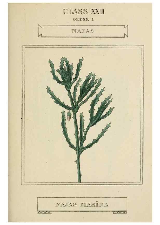 Reproducción/Reproduction 9900449484: Elements of the science of botany,. London,Printed by T. Bensley for J. Murray.1812.