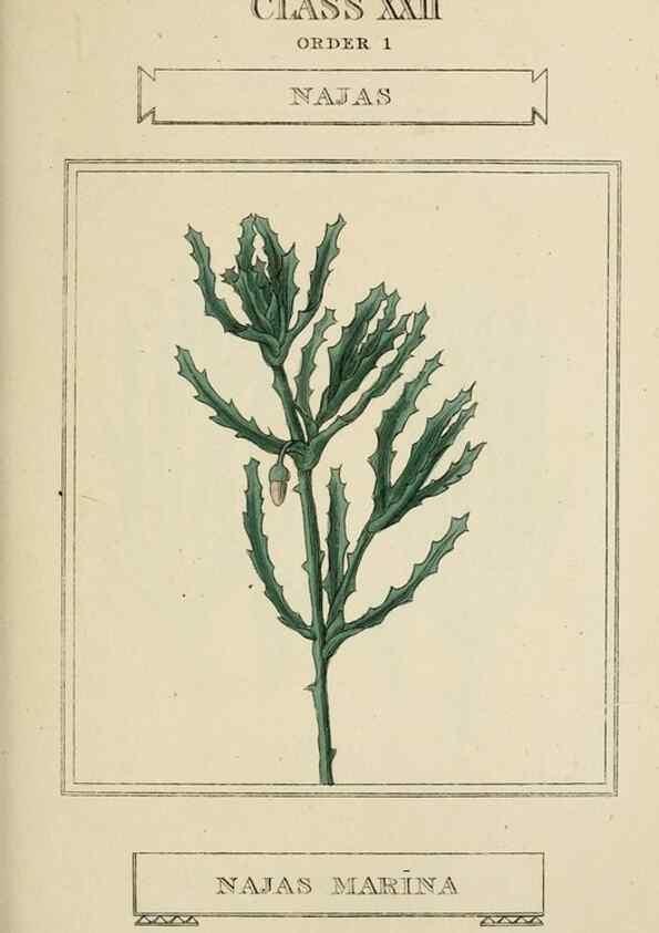 Reproducción/Reproduction 9900449484: Elements of the science of botany,. London,Printed by T. Bensley for J. Murray.1812.