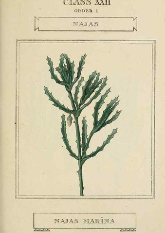 Reproducción/Reproduction 9900449484: Elements of the science of botany,. London,Printed by T. Bensley for J. Murray.1812.