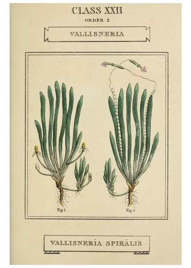 Reproducción/Reproduction 9900440336: Elements of the science of botany,. London,Printed by T. Bensley for J. Murray.1812.