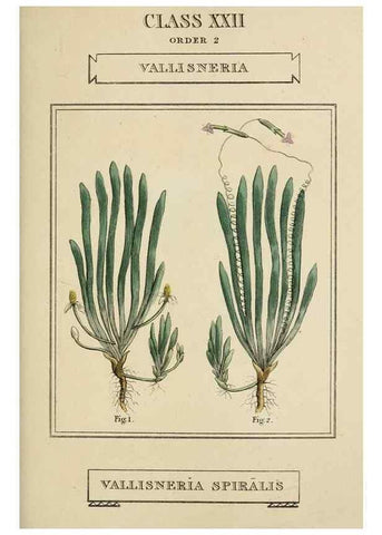 Reproducción/Reproduction 9900440336: Elements of the science of botany,. London,Printed by T. Bensley for J. Murray.1812.