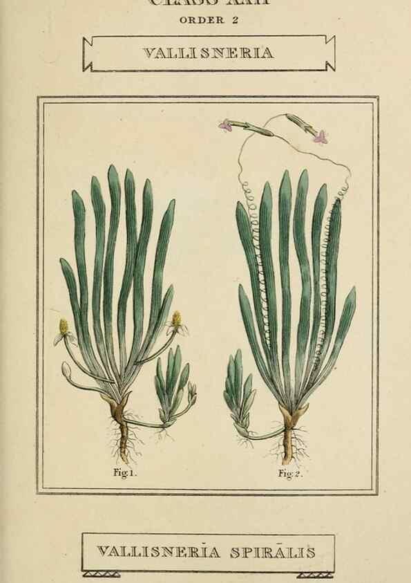Reproducción/Reproduction 9900440336: Elements of the science of botany,. London,Printed by T. Bensley for J. Murray.1812.
