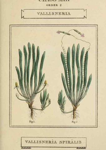 Reproducción/Reproduction 9900440336: Elements of the science of botany,. London,Printed by T. Bensley for J. Murray.1812.