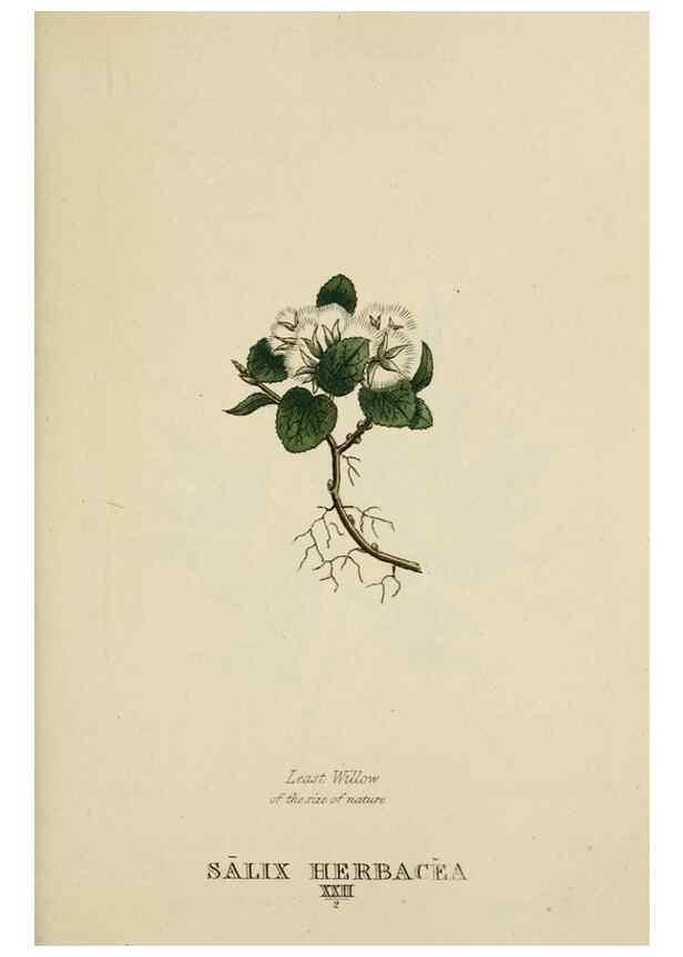 Reproducción/Reproduction 9900405415: Elements of the science of botany,. London,Printed by T. Bensley for J. Murray.1812.