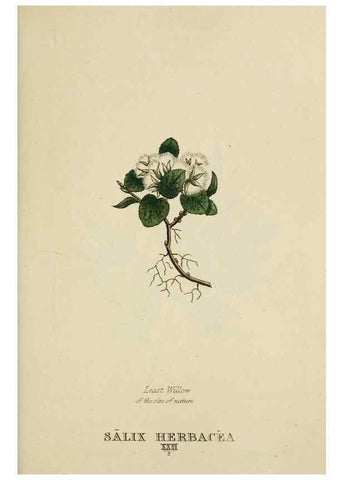 Reproducción/Reproduction 9900405415: Elements of the science of botany,. London,Printed by T. Bensley for J. Murray.1812.