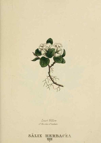 Reproducción/Reproduction 9900405415: Elements of the science of botany,. London,Printed by T. Bensley for J. Murray.1812.