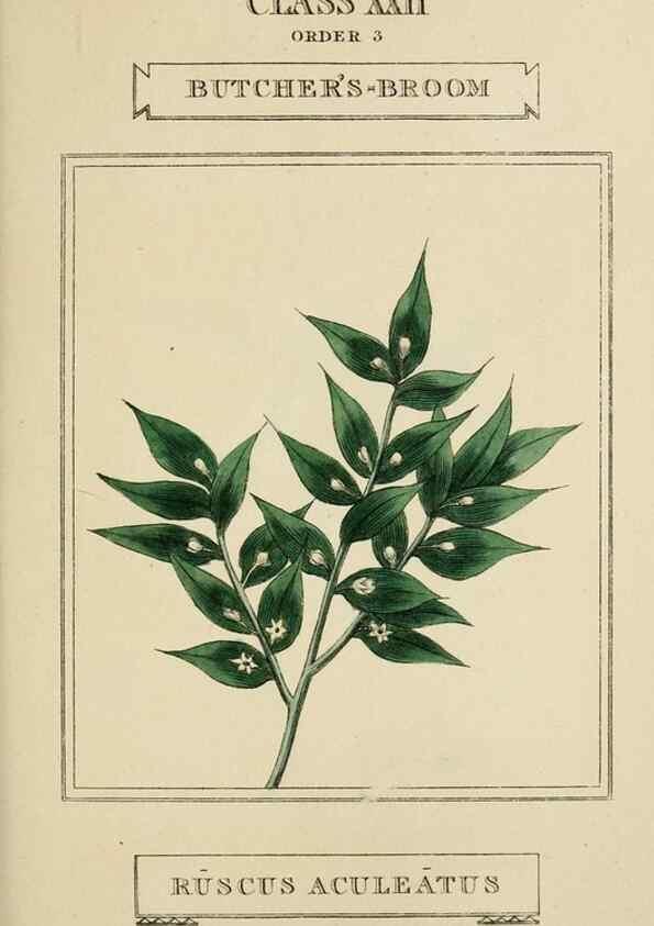 Reproducción/Reproduction 9900465384: Elements of the science of botany,. London,Printed by T. Bensley for J. Murray.1812.