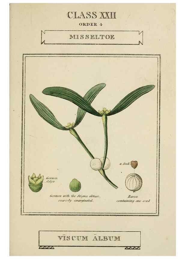 Reproducción/Reproduction 9900454936: Elements of the science of botany,. London,Printed by T. Bensley for J. Murray.1812.