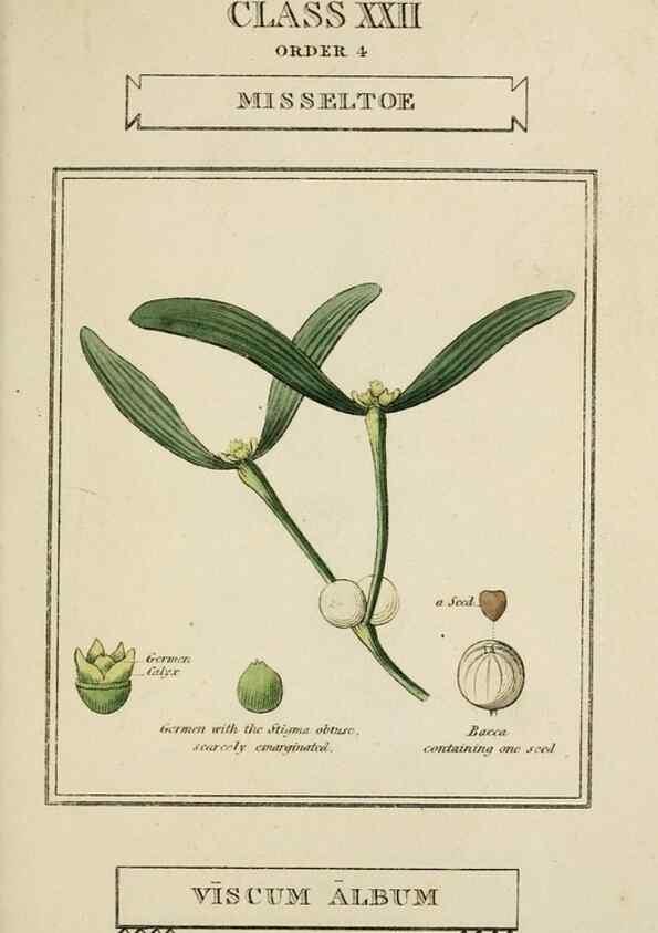 Reproducción/Reproduction 9900454936: Elements of the science of botany,. London,Printed by T. Bensley for J. Murray.1812.