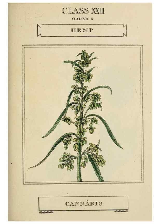Reproducción/Reproduction 9900460426: Elements of the science of botany,. London,Printed by T. Bensley for J. Murray.1812.