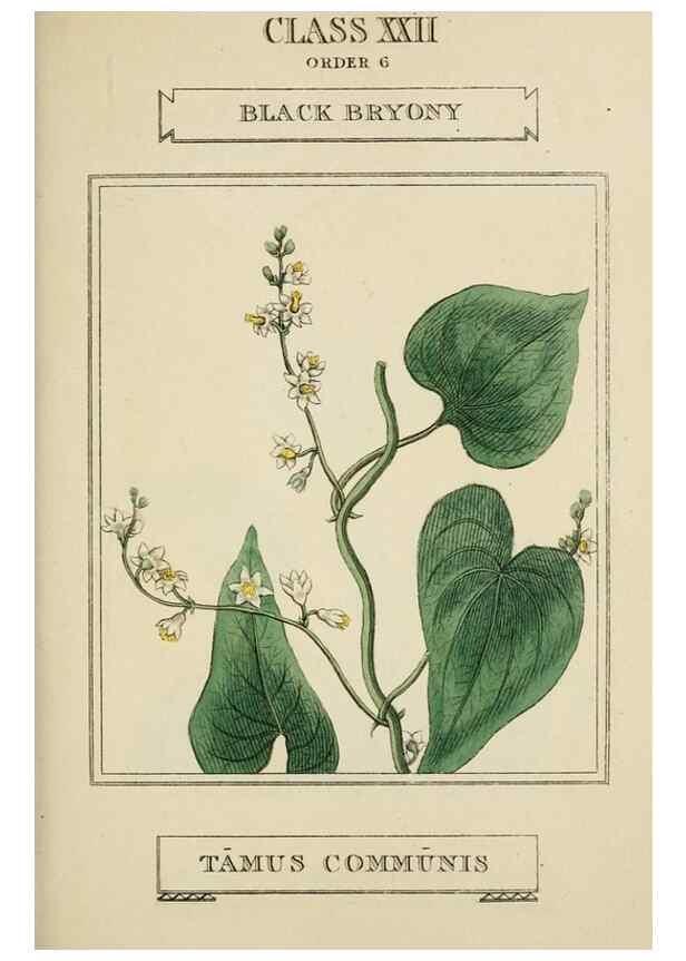 Reproducción/Reproduction 9900571093: Elements of the science of botany,. London,Printed by T. Bensley for J. Murray.1812.