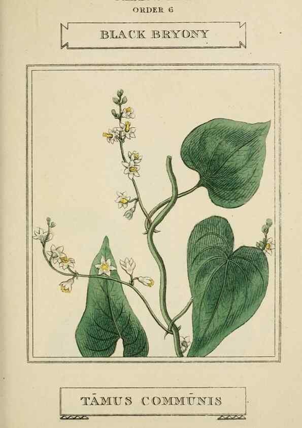 Reproducción/Reproduction 9900571093: Elements of the science of botany,. London,Printed by T. Bensley for J. Murray.1812.