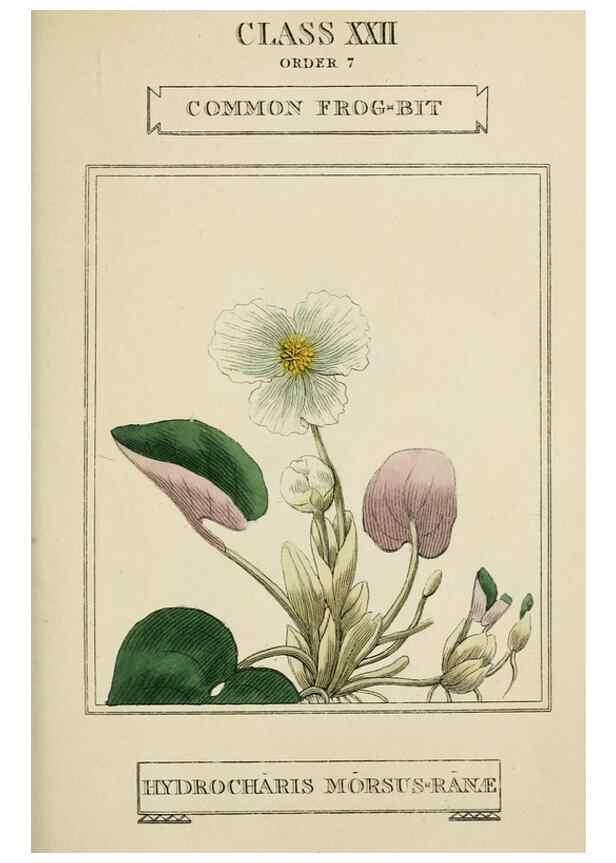Reproducción/Reproduction 9900486264: Elements of the science of botany,. London,Printed by T. Bensley for J. Murray.1812.