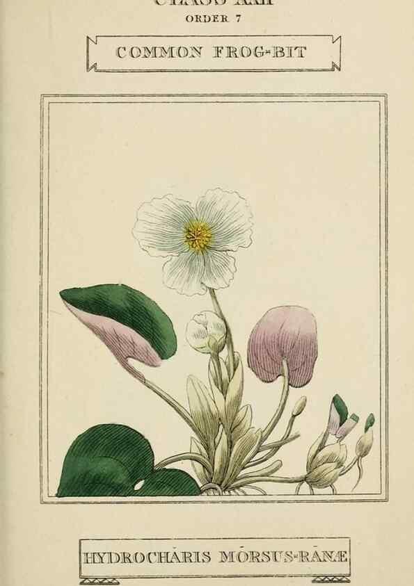 Reproducción/Reproduction 9900486264: Elements of the science of botany,. London,Printed by T. Bensley for J. Murray.1812.