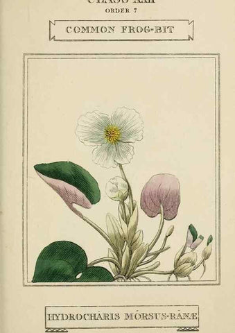 Reproducción/Reproduction 9900486264: Elements of the science of botany,. London,Printed by T. Bensley for J. Murray.1812.