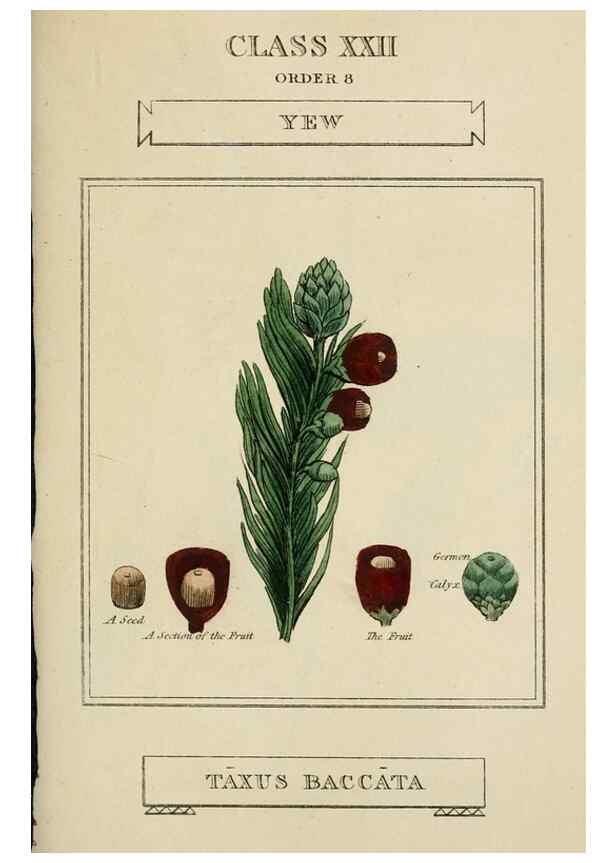 Reproducción/Reproduction 9900580333: Elements of the science of botany,. London,Printed by T. Bensley for J. Murray.1812.