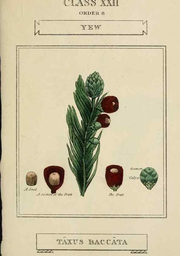 Reproducción/Reproduction 9900580333: Elements of the science of botany,. London,Printed by T. Bensley for J. Murray.1812.