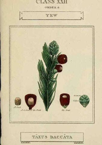 Reproducción/Reproduction 9900580333: Elements of the science of botany,. London,Printed by T. Bensley for J. Murray.1812.