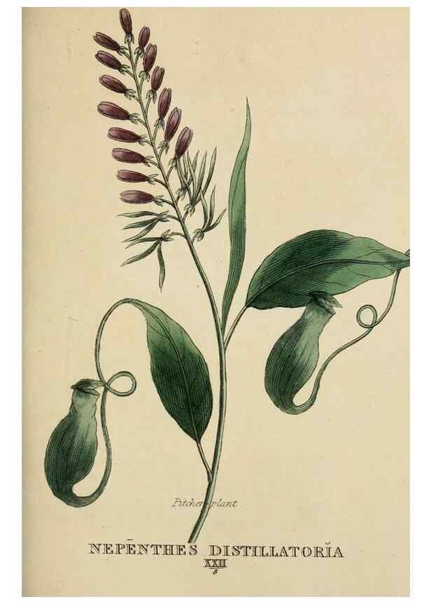Reproducción/Reproduction 9900445165: Elements of the science of botany,. London,Printed by T. Bensley for J. Murray.1812.