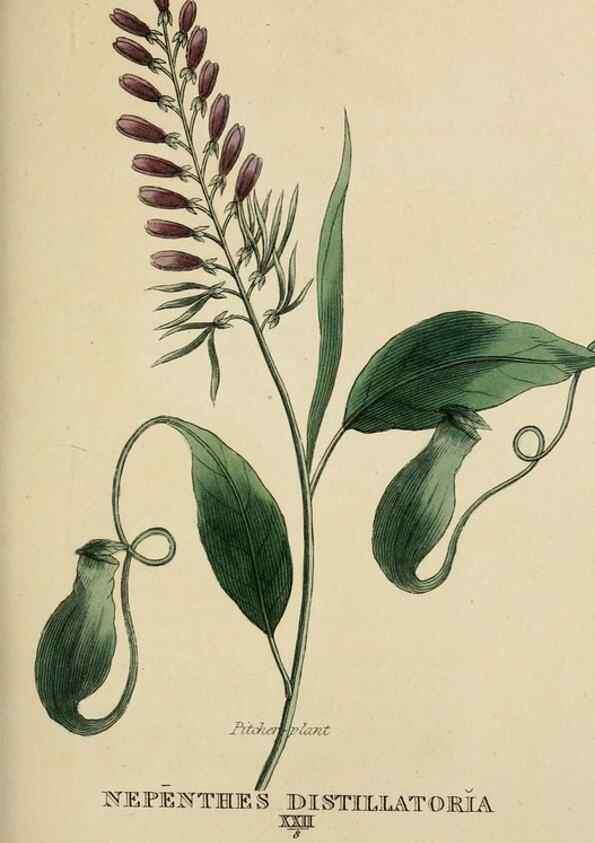 Reproducción/Reproduction 9900445165: Elements of the science of botany,. London,Printed by T. Bensley for J. Murray.1812.