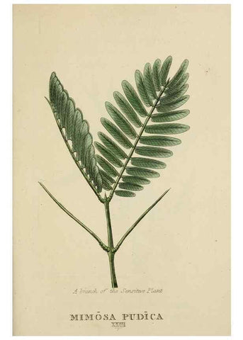 Reproducción/Reproduction 9900454425: Elements of the science of botany,. London,Printed by T. Bensley for J. Murray.1812.