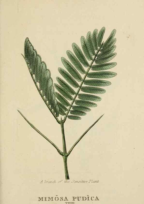 Reproducción/Reproduction 9900454425: Elements of the science of botany,. London,Printed by T. Bensley for J. Murray.1812.