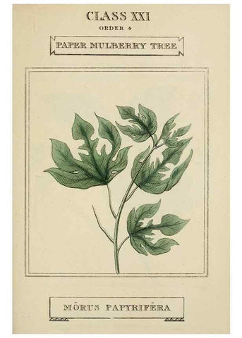 Reproducción/Reproduction 9900375005: Elements of the science of botany,. London,Printed by T. Bensley for J. Murray.1812.
