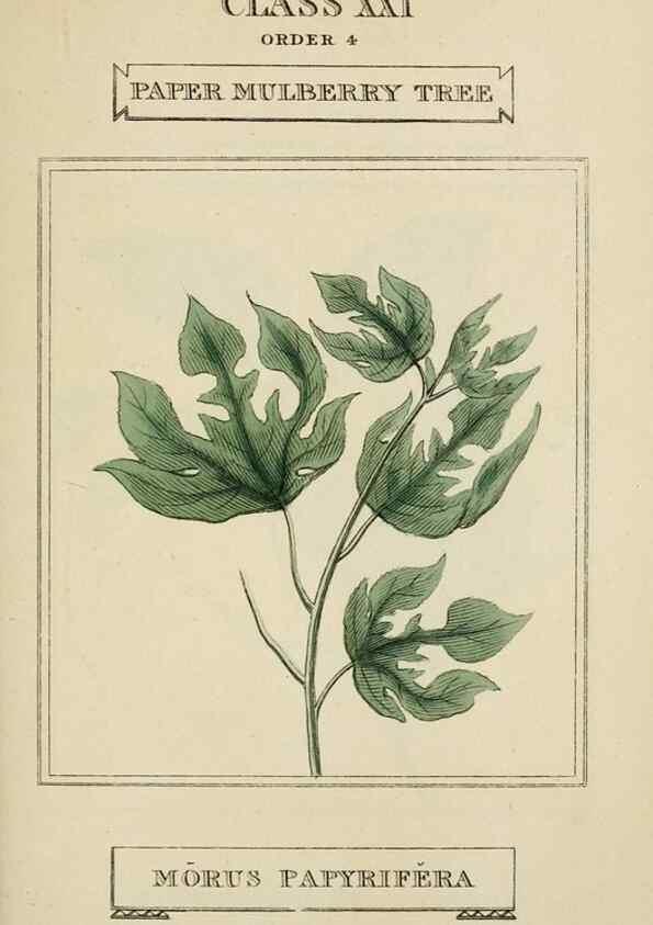 Reproducción/Reproduction 9900375005: Elements of the science of botany,. London,Printed by T. Bensley for J. Murray.1812.