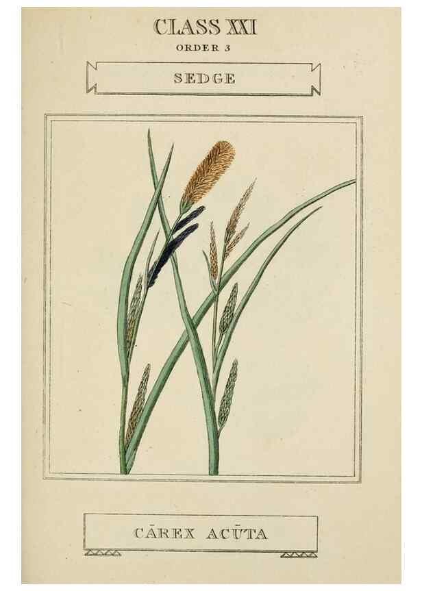 Reproducción/Reproduction 9900407076: Elements of the science of botany,. London,Printed by T. Bensley for J. Murray.1812.