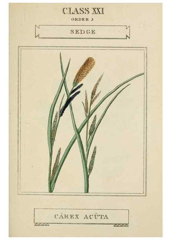 Reproducción/Reproduction 9900407076: Elements of the science of botany,. London,Printed by T. Bensley for J. Murray.1812.