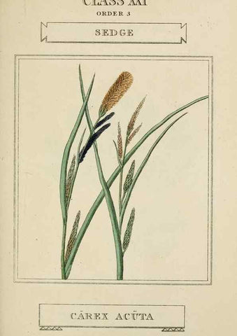 Reproducción/Reproduction 9900407076: Elements of the science of botany,. London,Printed by T. Bensley for J. Murray.1812.