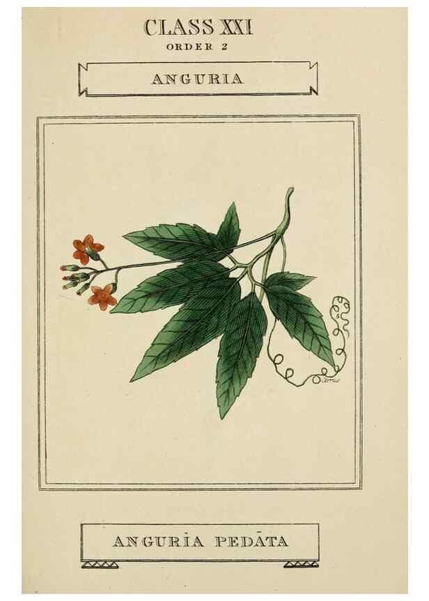Reproducción/Reproduction 9900416724: Elements of the science of botany,. London,Printed by T. Bensley for J. Murray.1812.