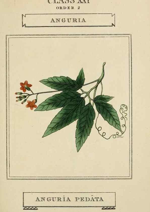 Reproducción/Reproduction 9900416724: Elements of the science of botany,. London,Printed by T. Bensley for J. Murray.1812.