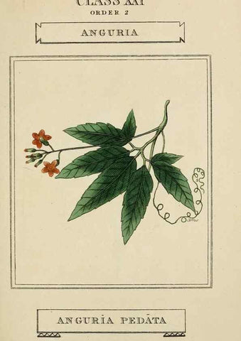Reproducción/Reproduction 9900416724: Elements of the science of botany,. London,Printed by T. Bensley for J. Murray.1812.
